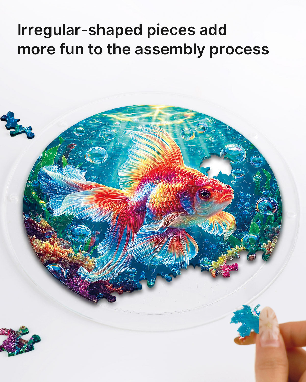kaayee-suncatcher-starflame-goldfish-fensterbild-medium image 2